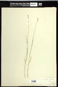 Carex retroflexa image