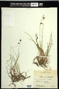 Carex rariflora image