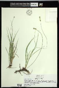 Carex reniformis image