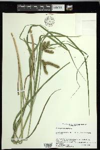 Carex pseudocyperus image