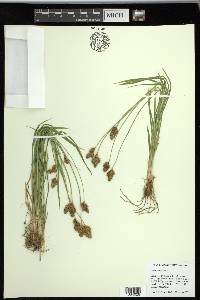 Carex preslii image