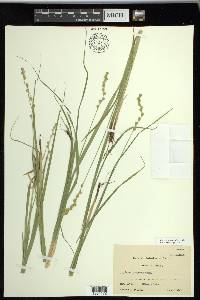 Carex projecta image