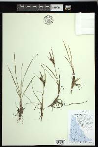 Carex ramenskii image