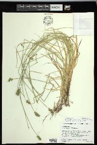 Carex retroflexa image