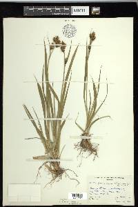 Carex raynoldsii image