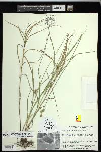 Carex reniformis image