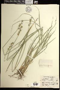 Carex reniformis image