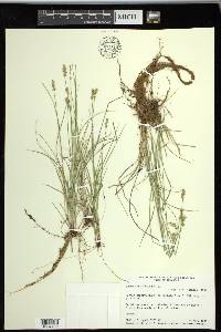 Carex retroflexa image