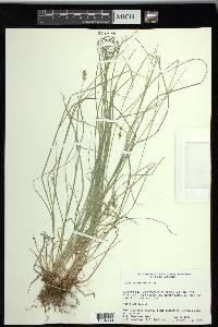 Carex retroflexa image