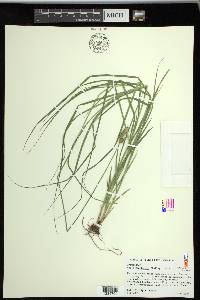 Carex reniformis image