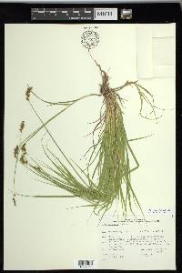 Carex projecta image