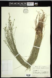 Carex radiata image