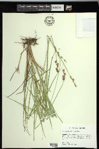 Carex reniformis image