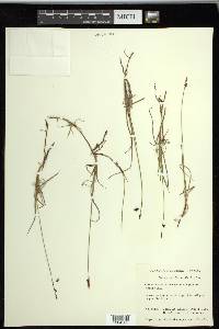 Carex rariflora image