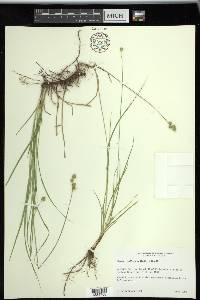 Carex reniformis image