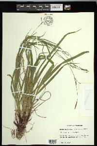 Carex purpurifera image