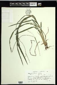 Carex radfordii image