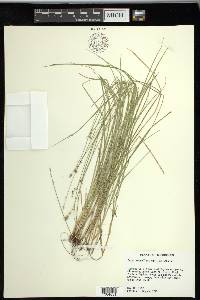 Carex retroflexa image