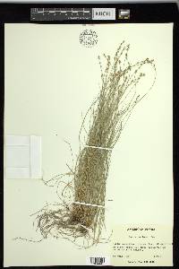 Carex radiata image