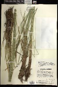 Carex recta image