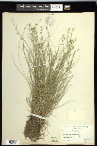 Carex radiata image