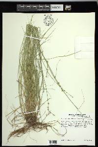 Carex radiata image