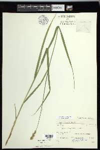 Carex projecta image