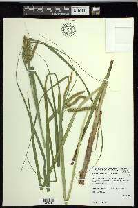 Carex pseudocyperus image