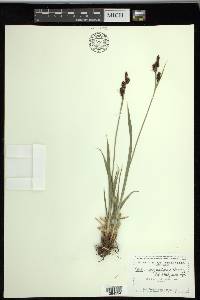 Carex raynoldsii image