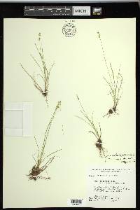 Carex radiata image