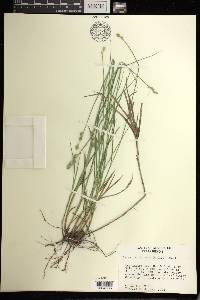 Carex reniformis image