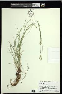 Carex retroflexa image