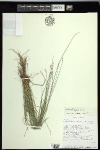 Carex retroflexa image