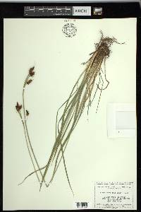 Carex raynoldsii image