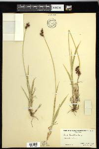 Carex raynoldsii image