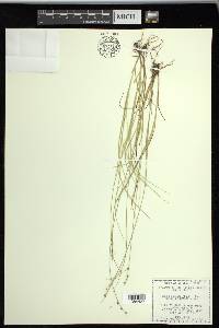 Carex radiata image