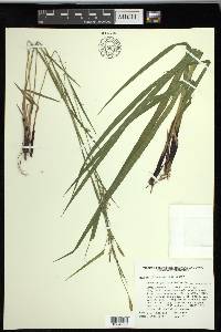 Carex purpurifera image