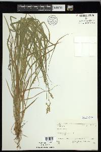 Carex projecta image