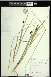 Carex saxatilis image