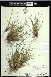 Carex rossii image