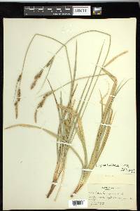 Carex sartwelliana image