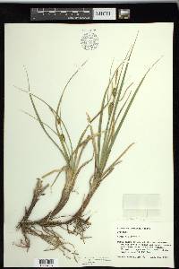 Carex saxatilis image