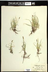 Carex rupestris image