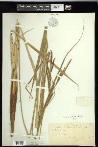 Carex schottii image