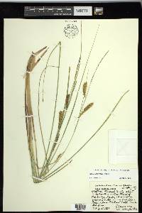 Carex rostrata image