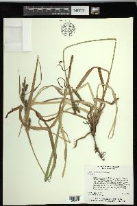 Carex scabrata image