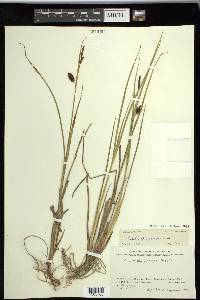 Carex saxatilis image