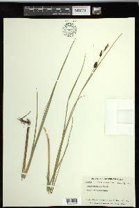 Carex saxatilis image