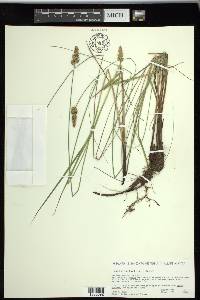 Carex sartwellii image