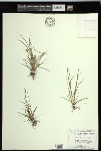 Carex rossii image